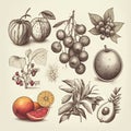 Hand drawn sketch vintage style fruits and berries set Royalty Free Stock Photo