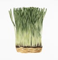 Hand drawn sketch of wheatgrass