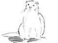 Hand drawn sketch of white ferret