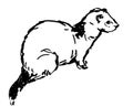 Hand drawn sketch of white ferret