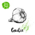 Hand drawn sketch whole garlic. Fresh farm food vector illustration. Farm vegetables poster.