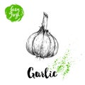 Hand drawn sketch whole garlic. Fresh farm food vector illustration. Farm vegetables poster.