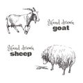 A hand drawn sketched goat and a sheep. Black and white set of domestic animals.