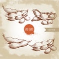 Hand drawn sketches set of edamame green beans. Soybeans artwork compositions collection isolated on old background. Ethnic and j Royalty Free Stock Photo