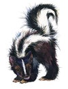 Skunk watercolor illustration. fashion Tee shirt design.