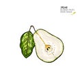 Hand drawn sliced half pear. Vector colored engraved illustration. Juicy natural fruit. Food healthy ingredient. For