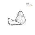 Hand drawn sliced and half pear. Vector engraved illustration. Juicy natural fruit. Food healthy ingredient. For cooking