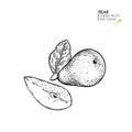 Hand drawn sliced and half pear. Vector engraved illustration. Juicy natural fruit. Food healthy ingredient. For cooking