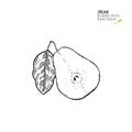 Hand drawn sliced half pear. Vector engraved illustration. Juicy natural fruit. Food healthy ingredient. For cooking Royalty Free Stock Photo