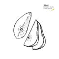 Hand drawn sliced pear. Vector engraved illustration. Juicy natural fruit. Food healthy ingredient. For cooking Royalty Free Stock Photo