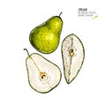 Hand drawn sliced and whole pear. Vector coloredengraved illustration. Juicy natural fruit. Food healthy ingredient. For Royalty Free Stock Photo