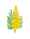 Hand-drawn small, modest bouquet of mimosa in yellow and green colors