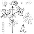 Hand drawn soybean plant Vector illustration Royalty Free Stock Photo