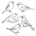 Hand drawn sparrows. Vector illustration