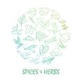 Hand drawn spice and herbs bright