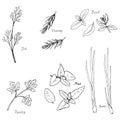 Hand drawn spice herbs