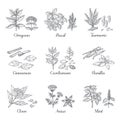 Hand drawn spices. Herbs and vegetables sketch elements, oregano turmeric cardamom basil and mint. Vector Indian food Royalty Free Stock Photo