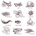 Hand drawn spices. Sketch cooking ingredient vanilla and cinnamon, black pepper and garlic, cardamom, nutmeg. Clove Royalty Free Stock Photo