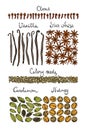 Hand drawn spices