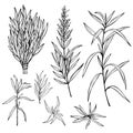 Hand drawn spicy herbs. Estragon. Vector sketch illustration