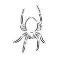 Hand Drawn Spider Illustration - Vector Design Element For Halloween And Other Compositions. spider vector sketch illustration Royalty Free Stock Photo