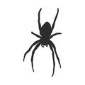 Hand Drawn Spider Illustration - Vector Design Element For Halloween And Other Compositions. spider vector sketch illustration Royalty Free Stock Photo