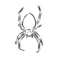 Hand Drawn Spider Illustration - Vector Design Element For Halloween And Other Compositions. spider vector sketch illustration Royalty Free Stock Photo