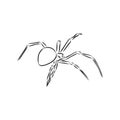 Hand Drawn Spider Illustration - Vector Design Element For Halloween And Other Compositions. spider vector sketch illustration Royalty Free Stock Photo