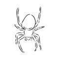 Hand Drawn Spider Illustration - Vector Design Element For Halloween And Other Compositions. spider vector sketch illustration Royalty Free Stock Photo