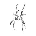 Hand Drawn Spider Illustration - Vector Design Element For Halloween And Other Compositions. spider vector sketch illustration Royalty Free Stock Photo