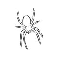 Hand Drawn Spider Illustration - Vector Design Element For Halloween And Other Compositions. spider vector sketch illustration Royalty Free Stock Photo