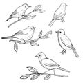 Hand drawn spring birds. Vector sketch illustration