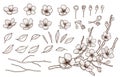 Hand drawn spring flowers blossoming set. Sakura flowers,buds, leaves and branches isolated on white background.Cherry