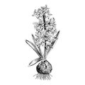 Hand drawn spring hyacinth flower.