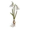 Hand drawn spring snowdrop flower.