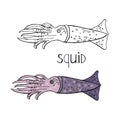 Hand drawn squid black and white and color isolated on white background. Vector squid