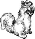 Hand drawn squirrel