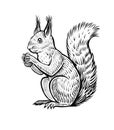 Hand drawn squirrel, vector illustration. Vintage sketch of forest animal. Royalty Free Stock Photo