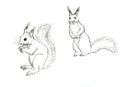 Hand drawn squirrel