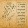 Hand Drawn St Johns Wort on the Vintage Background