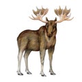 Hand drawn standing moose. Realistic wildlife north forest animal. Big male moose Canada, Alaska, North America, Europe