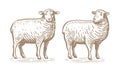 Hand drawn standing sheep in sketch style. Wool, lamb symbol. Farm animal vintage vector illustration Royalty Free Stock Photo