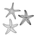 Hand drawn starfish in black outline on off-white background Royalty Free Stock Photo