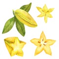 Hand drawn starfruit set