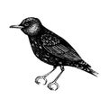 Hand drawn Starling vector illustration in engraved style. Passerine Bird isolated on white background. Hand drawing. Vintage