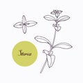 Hand drawn stevia branch with leaves on