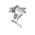 Hand drawn stevia plants with hatching. Natural healthy sweetener. Useful herbal organic product. Plant with branches, leaves.