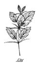 Hand Drawn of The Stinging Nettle Plant