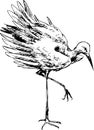 Hand drawn stork