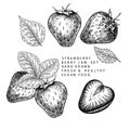 Hand drawn strawberry branch, leaf and berry. Engraved vector illustration. Agricultural plant. Summer harvest, jam or